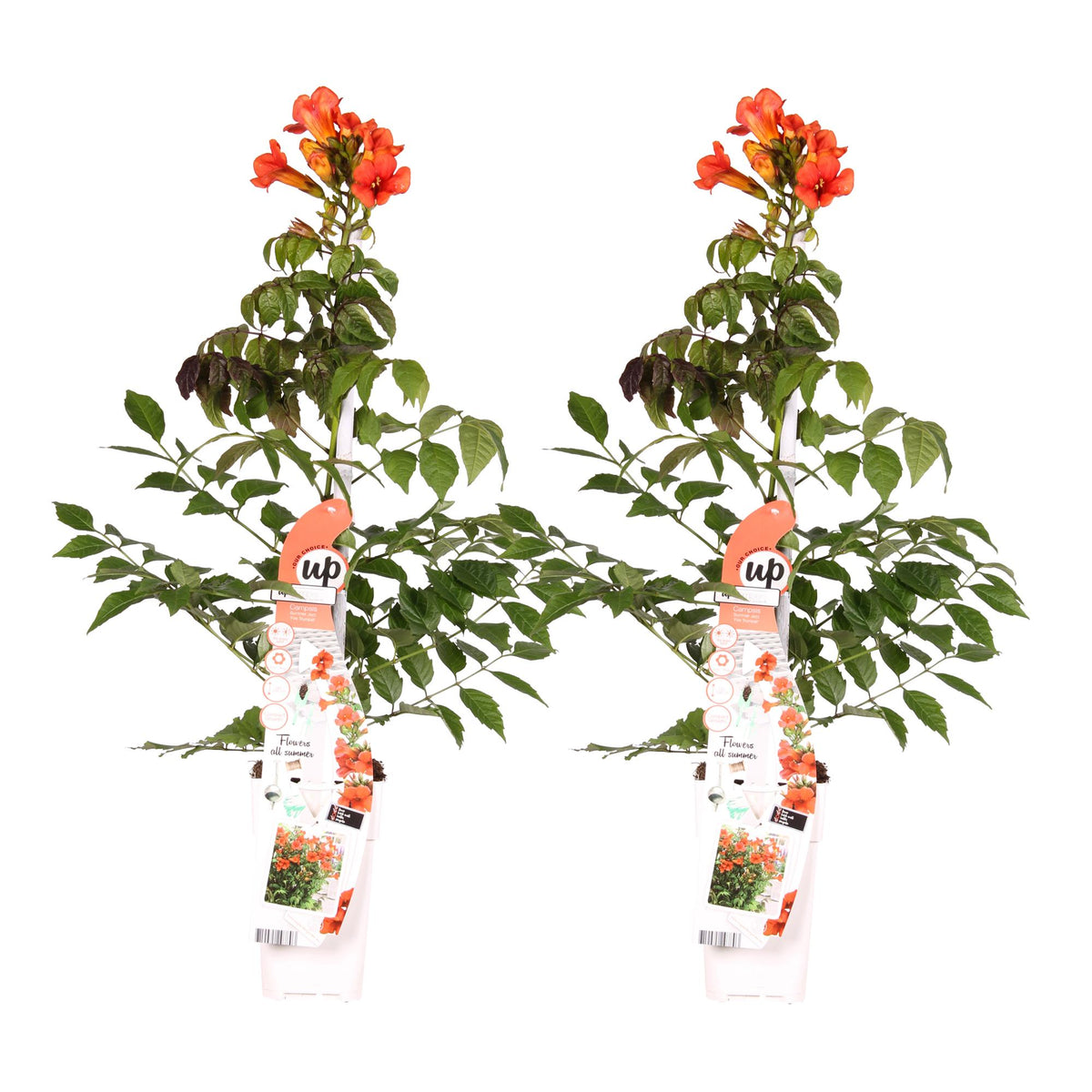 Campsis Summer Jazz 'Fire Trumpet' - 2 piante - Ø15 - ↨65cm