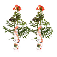 Campsis Summer Jazz 'Fire Trumpet' - 2 piante - Ø15 - ↨65cm