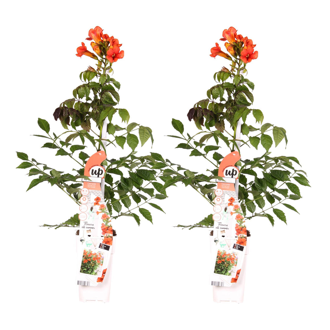 Campsis Summer Jazz 'Fire Trumpet' - 2 pieces - Ø15 - ↨65cm