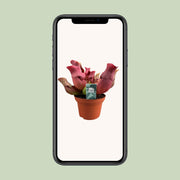 Sarracenia 'Maroon' - Ø12 - ↕23