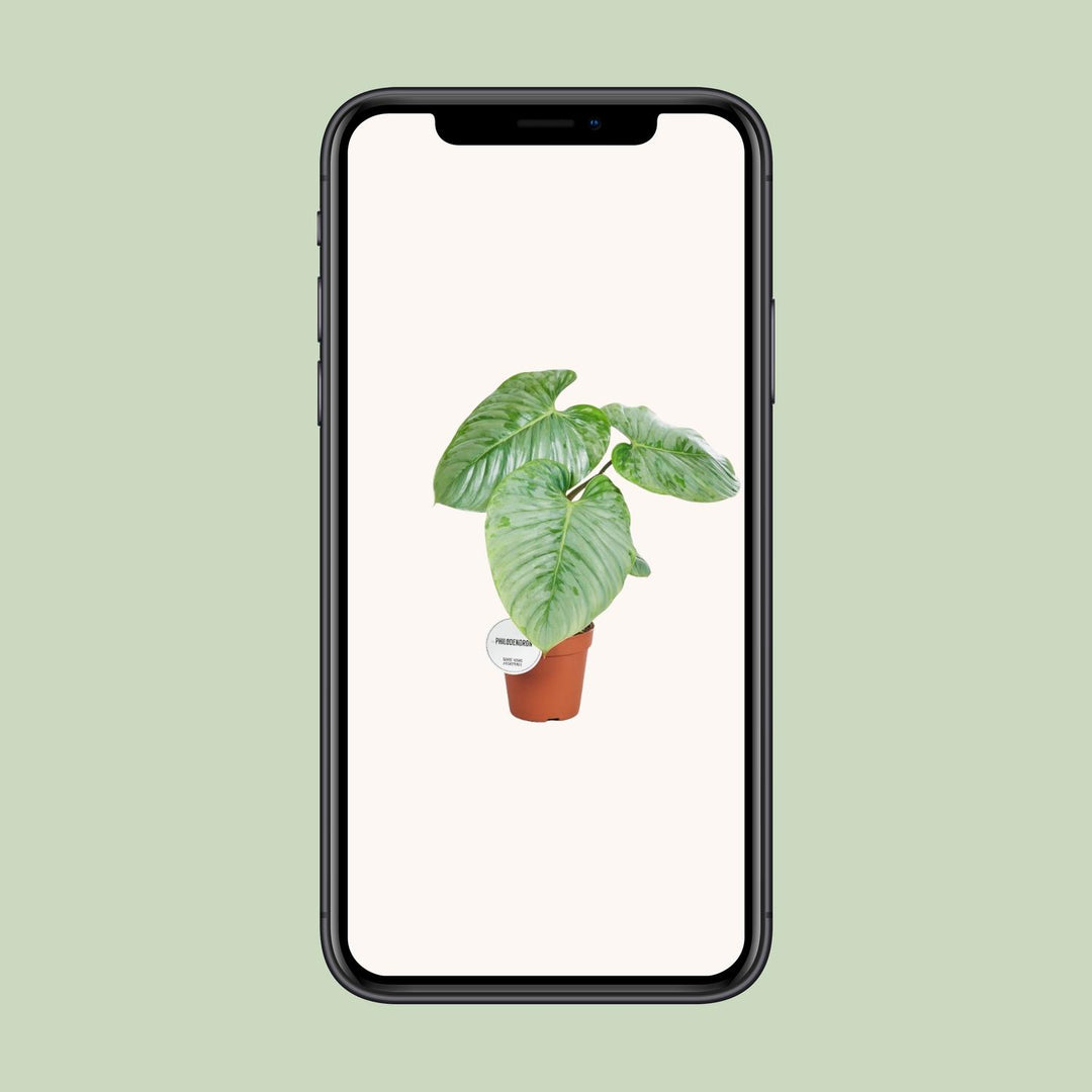 Philodendron sodiroi - Ø15cm - ↕45cm