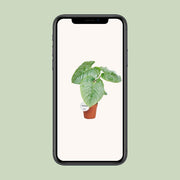 Philodendron sodiroi - Ø15cm - ↕45cm