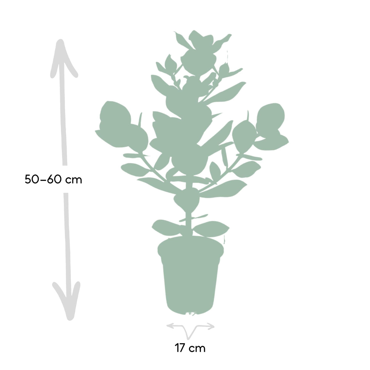 Clusia rosea 'Princess' - Ø17cm - ↕60cm