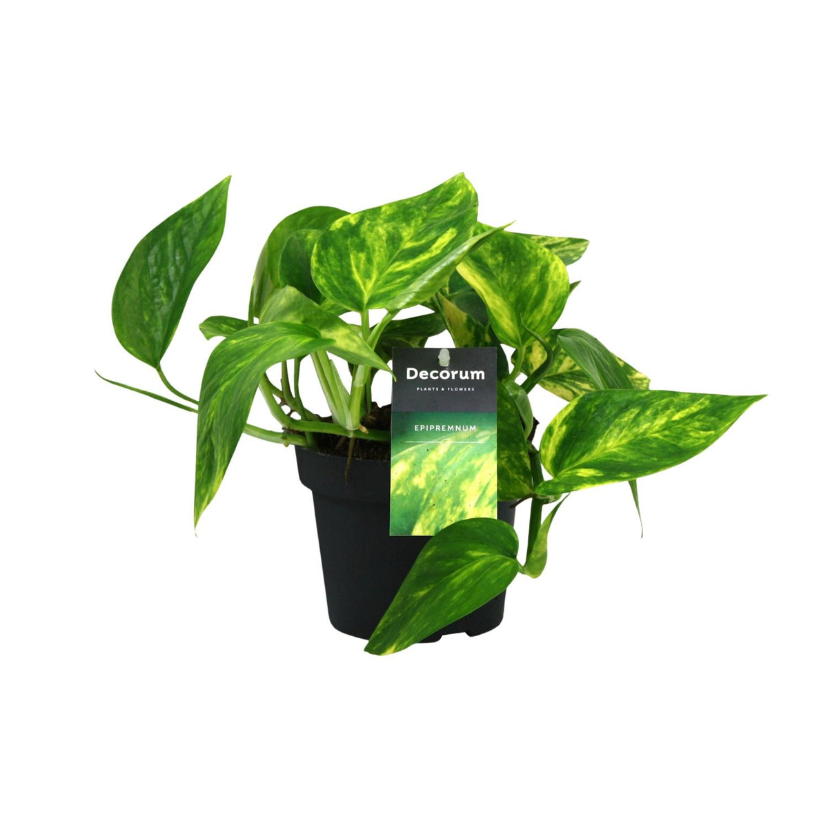 Epipremnum pinnatum 'HiColor' (Scindapsus) - Ø12cm - ↕20cm