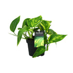 Load image into Gallery viewer, Epipremnum pinnatum &#39;HiColor&#39; (Scindapsus) - Ø12cm - ↕20cm

