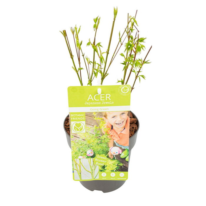 Acer palmatum 'Going Green' - Ø15cm - ↕50cm