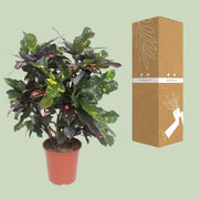 Codiaeum magnificent (Croton magnificent) - Ø27cm - ↕110cm