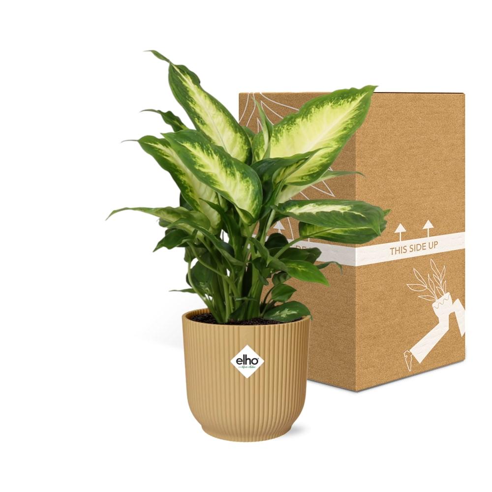 Dieffenbachia seguine ‘Camilla’ in ELHO Vibes Fold, Yellow - Ø14cm - ↕35cm