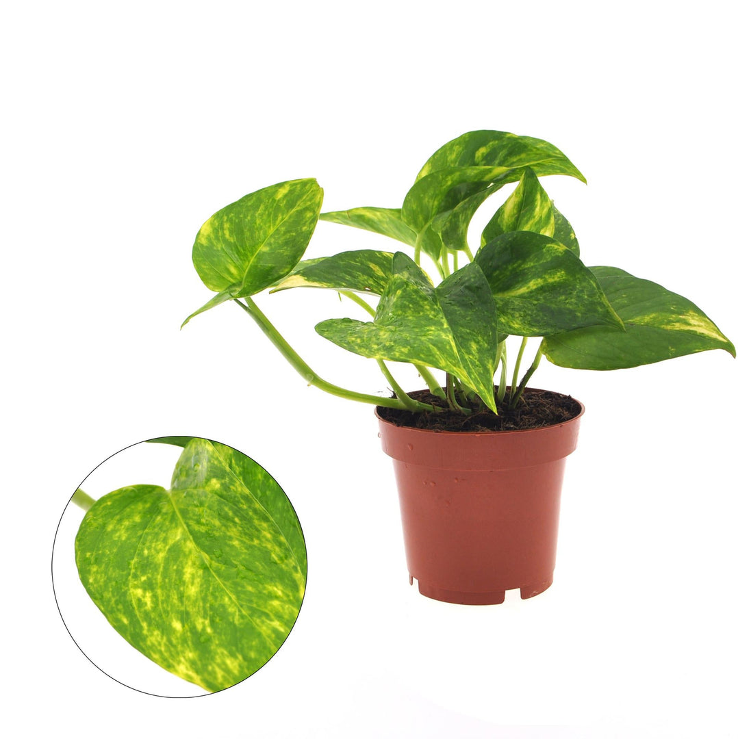 Epipremnum aureum - Ø12cm - ↕25cm