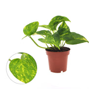 Epipremnum aureum - Ø12cm - ↕25cm