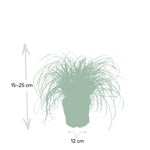 Load image into Gallery viewer, Cyperus alternifolius (Cat grass) - Ø12cm - ↕20cm
