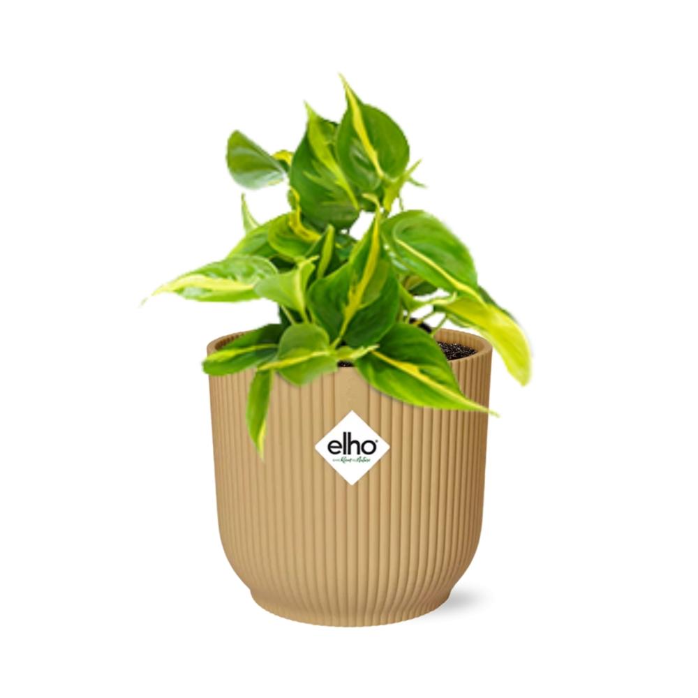 Philodendron scandens ‘Brasil’ in ELHO Vibes Fold, Yellow, Ø14cm ↕15cm
