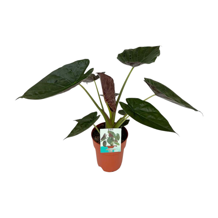 Alocasia wentii (Elephant Ear) - Ø19cm - ↕85cm