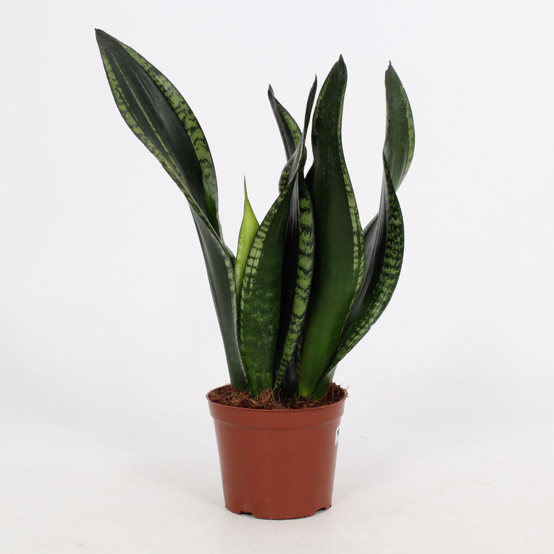 Sansevieria trifasciata 'Whitney' - Ø12cm - ↕27cm