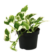 Epipremnum pinnatum 'N'joy' (Scindapsus) - Ø12cm - ↕15cm