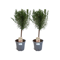 Rosmarinus officinalis - 2 piante - Ø14cm - ↕45cm