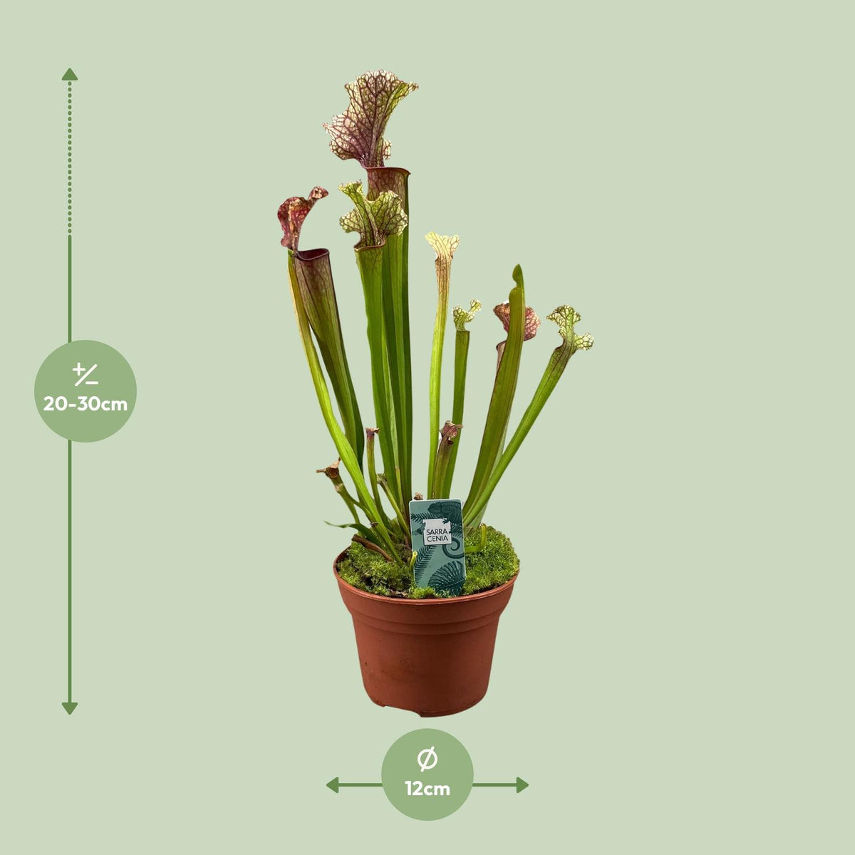 Sarracenia 'Judith Hindle' - Ø12cm - ↕30cm