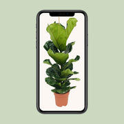 Ficus lyrata - Ø21cm - ↕100cm