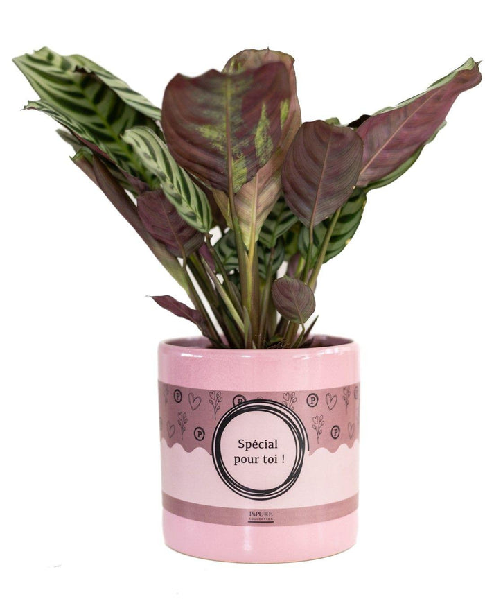 Ctenanthe Burle Marxii In P&PURE "SPECIAL POUR TOI" - Ø12cm - ↕25cm