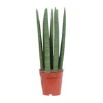 Load image into Gallery viewer, Sansevieria trifasciata 'Straight' - Ø12cm - ↕40cm