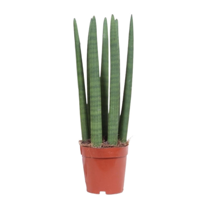 Sansevieria trifasciata 'Straight' - Ø12cm - ↕40cm
