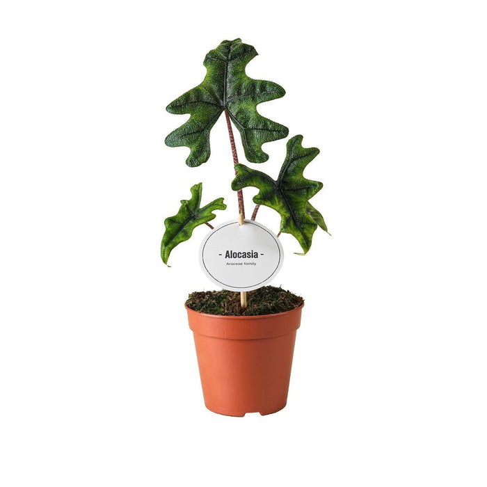 Alocasia tandurusa 'Jacklyn' - Ø12cm - ↕30cm
