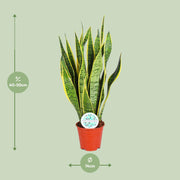 Sansevieria trifasciata 'Laurentii' (Mother-in-law’s Tongue) - Ø14cm - ↕50cm
