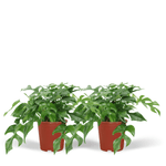 Carica l'immagine nel visualizzatore Galleria, Monstera minima - 2 piante - Ø15cm - ↕25cm