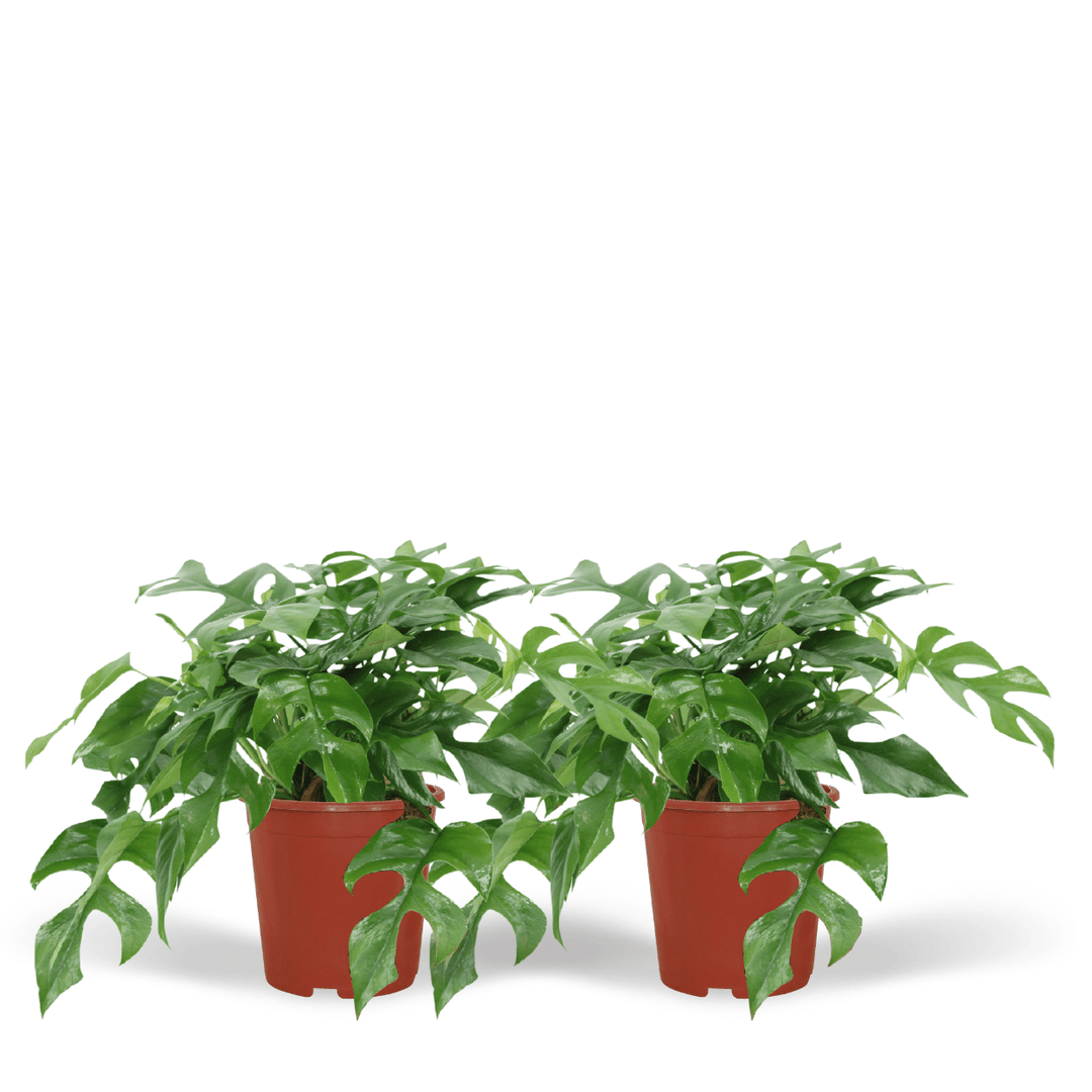 Monstera minima - 2 piante - Ø15cm - ↕25cm