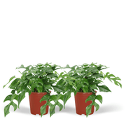 Monstera minima (Hole Plant) - 2 plants - Ø15cm - ↕25cm