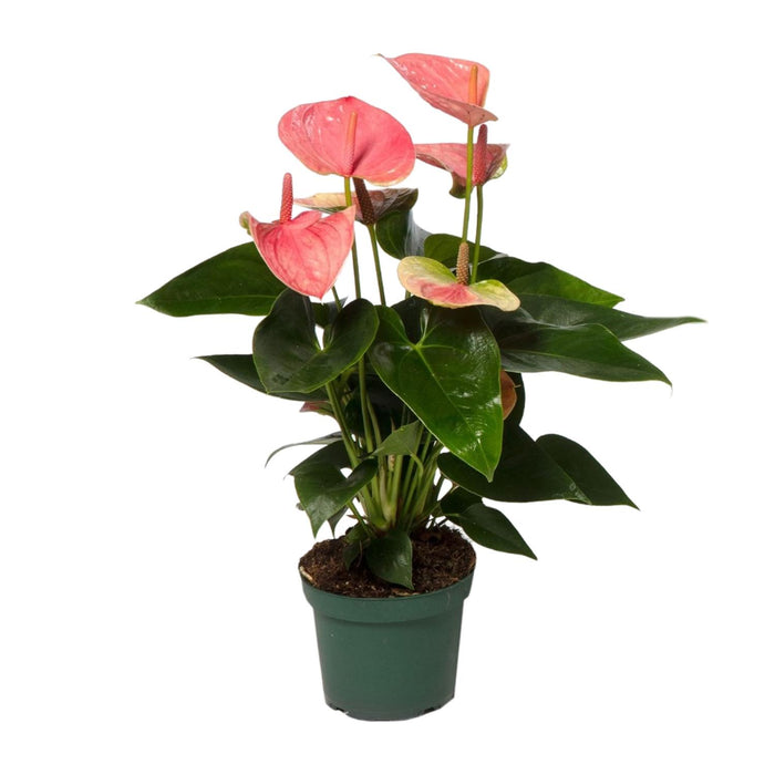 Anthurium andraeanum 'Sweet Dream' - Ø12cm - ↕35cm