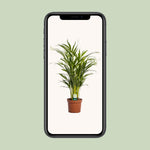 Load image into Gallery viewer, Dypsis lutescens - Ø17cm - ↕65cm