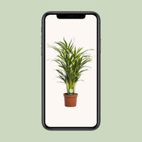 Dypsis lutescens - Ø17cm - ↕65cm