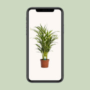 Dypsis lutescens - Ø17cm - ↕65cm