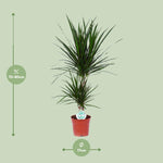 Load image into Gallery viewer, Dracaena Marginata - Ø17cm - ↕75cm

