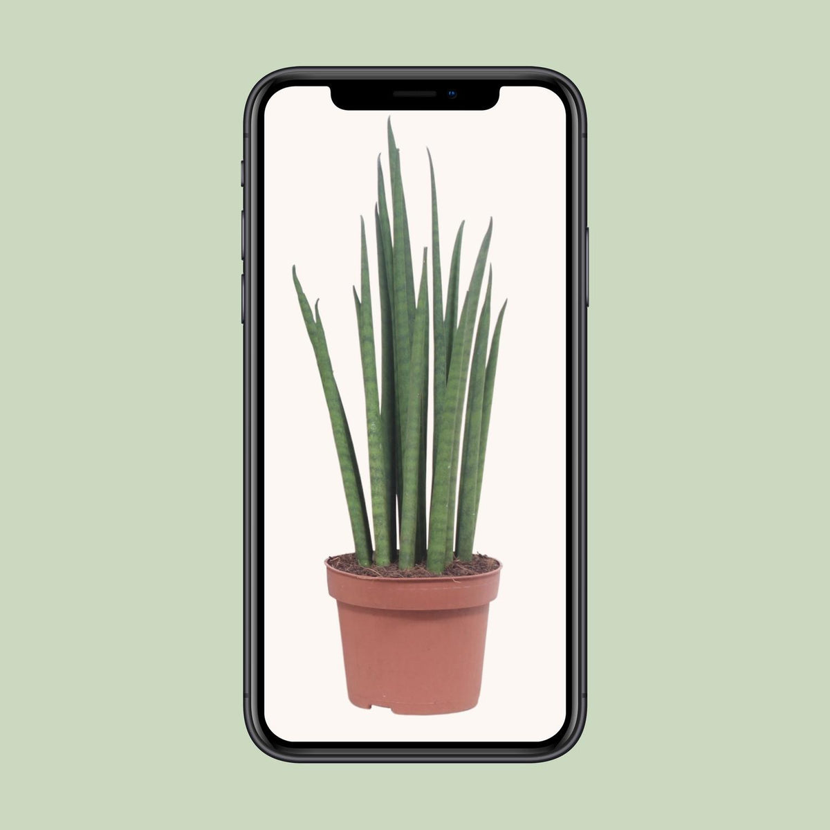 Sansevieria bacularis 'Mikado' - Ø12cm - ↕40cm