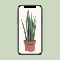 Sansevieria bacularis 'Mikado' - Ø12cm - ↕40cm