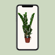 Zamioculcas zamiifolia - Ø14cm - ↕50cm