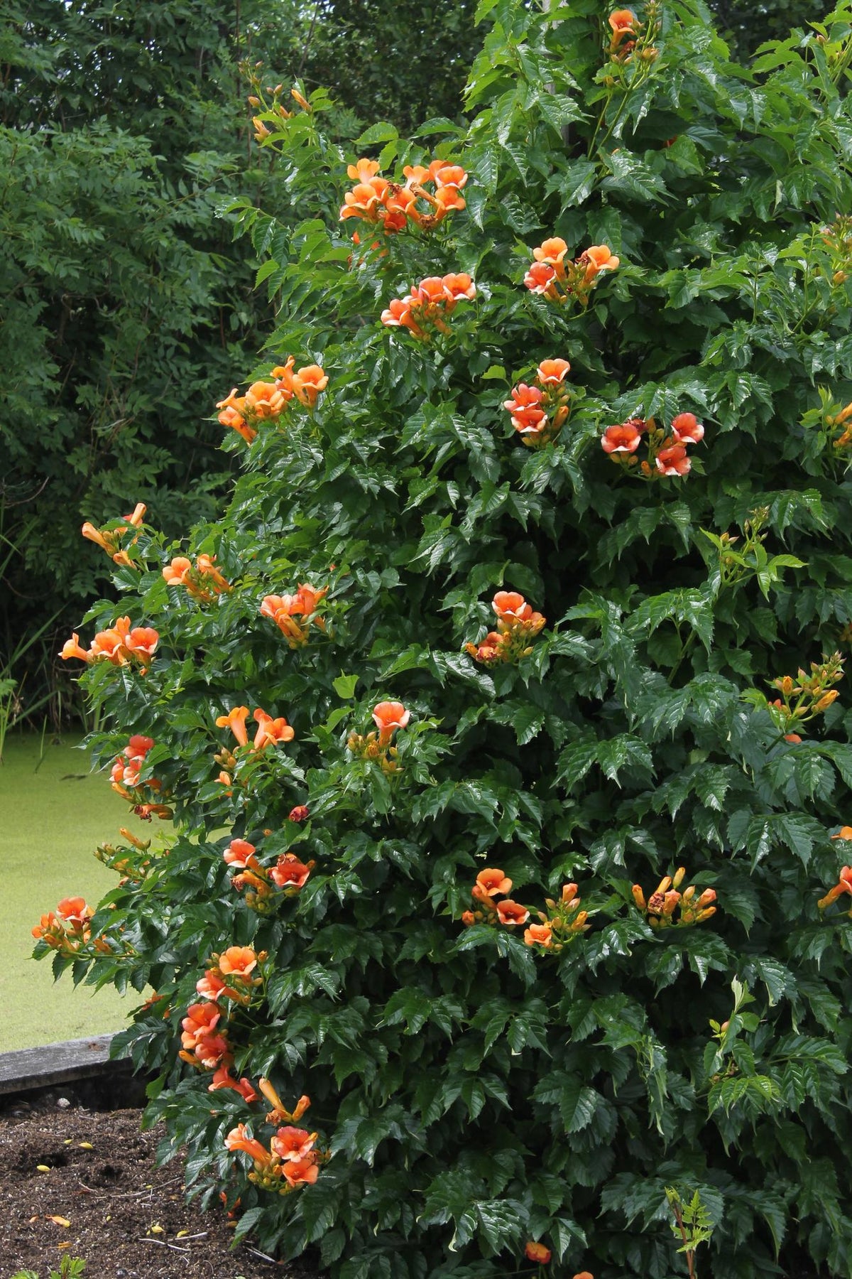 Campsis 'Indian Summer' (Bignonia arancione) - Ø15cm - ↕65cm