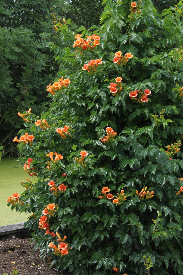 Campsis 'Indian Summer' (Orange Trumpet Flower) - Ø15cm - ↕65cm