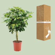 Schefflera arboricola 'Gold Capella' - Ø19cm - ↕75cm