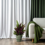 Load image into Gallery viewer, Calathea lancifolia (Rattlesnake Plant) – Ø27cm – ↕70cm
