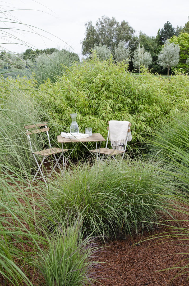 Fargesia rufa - 4 pieces - ↨40cm - Ø14