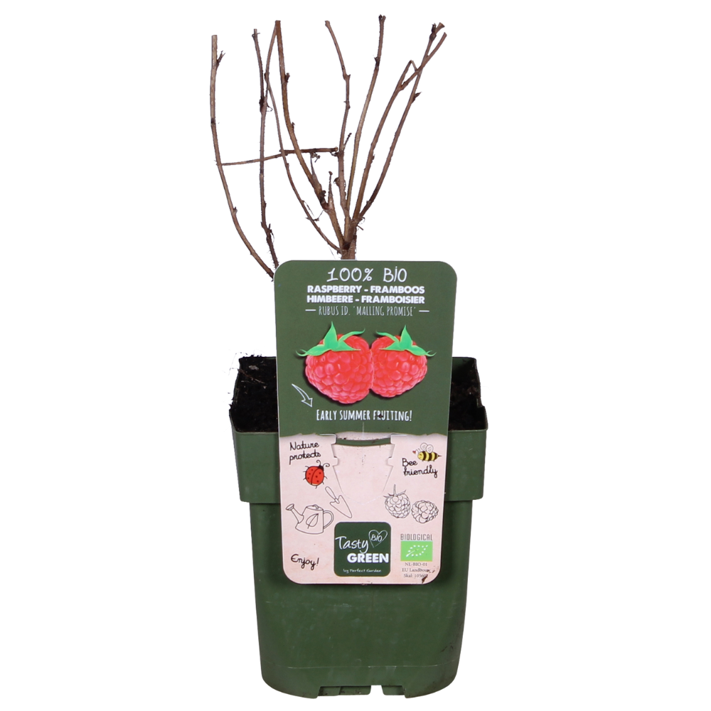 Rubus idaeus 'Malling Promise' (Lampone) - Ø13cm - ↕45cm