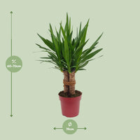 Yucca elephantipes 'Tres Cañas' - Ø19cm - ↕70cm
