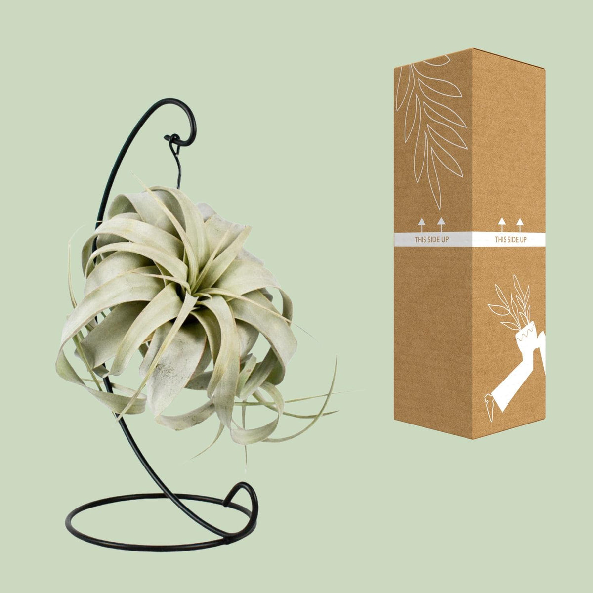 Tillandsia 'King Xero' - Ø12cm - ↕23cm