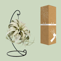 Tillandsia 'King Xero' - Ø12cm - ↕23cm