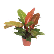 Philodendron erubescens 'Prince of Orange' - Ø17cm - ↕45cm