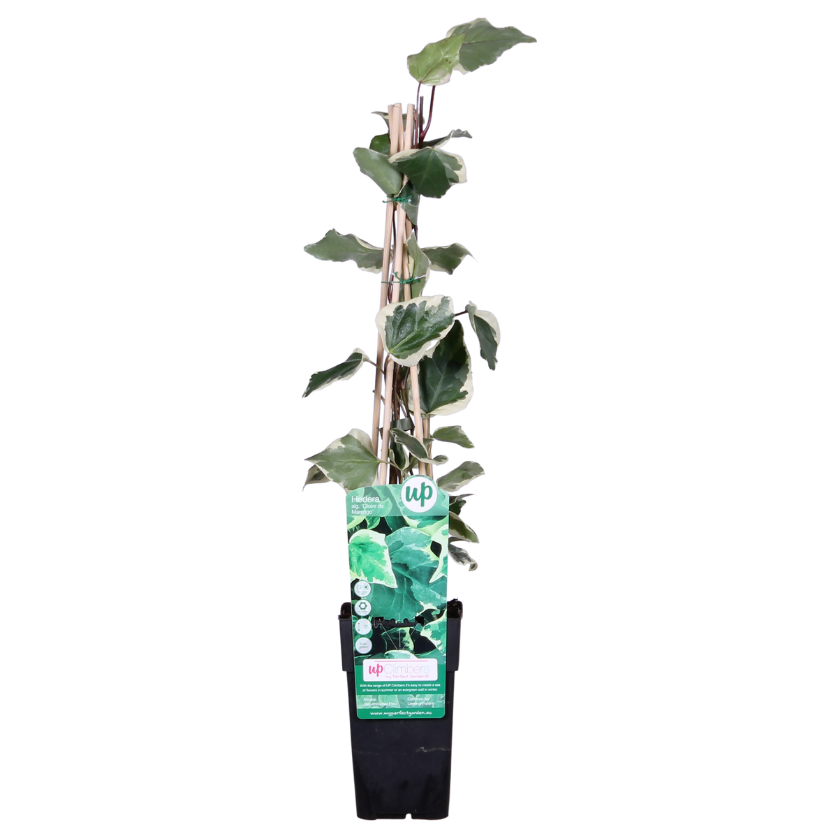 Hedera (Ivy) algeriensis 'Gloire de Maren' - Ø15cm - ↕65cm