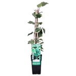 Load image into Gallery viewer, Hedera algeriensis &#39;Gloire de Maren&#39; - Ø15cm - ↕65cm
